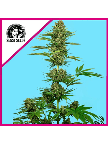 HIMALAYAN CBD FEM X3-SENSI SEEDS 1