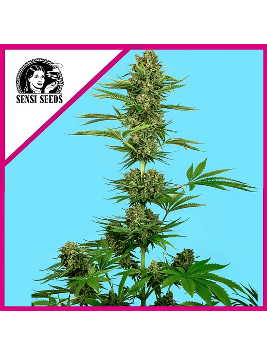 HIMALAYAN CBD FEM X3-SENSI SEEDS 1