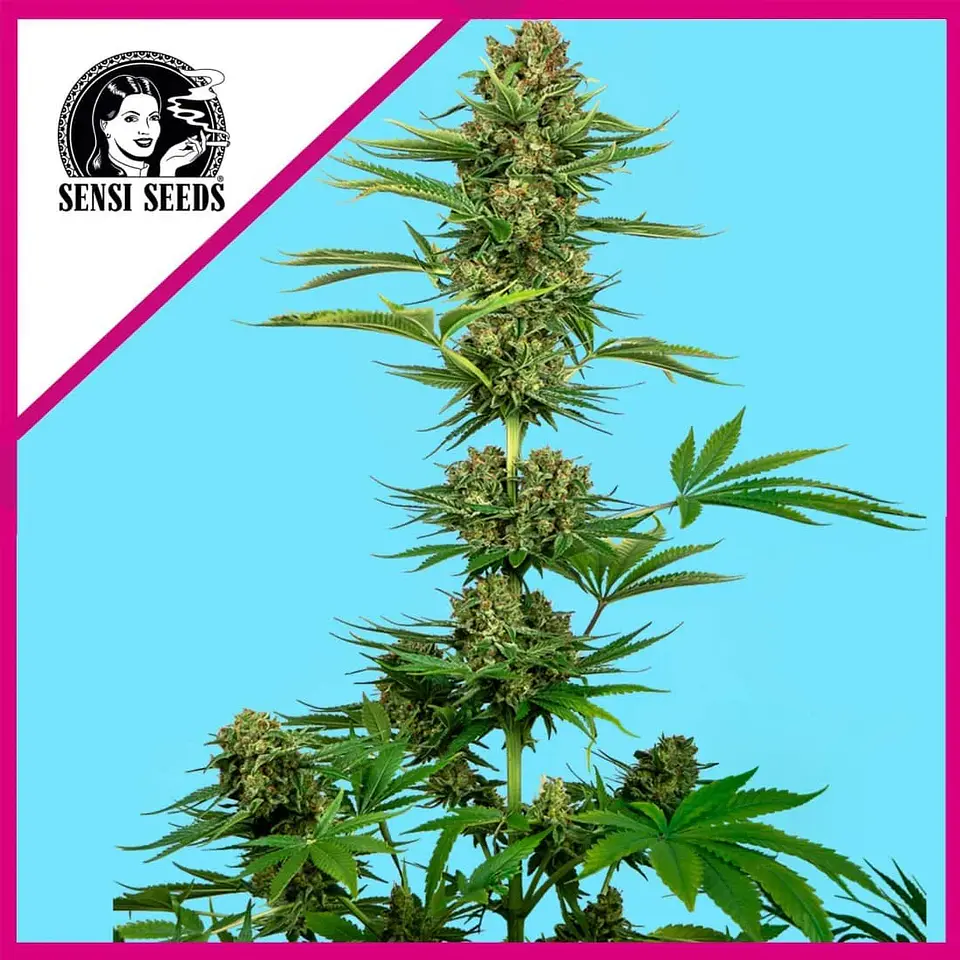 Himalayan Cbd Fem X3-Sensi Seeds 1