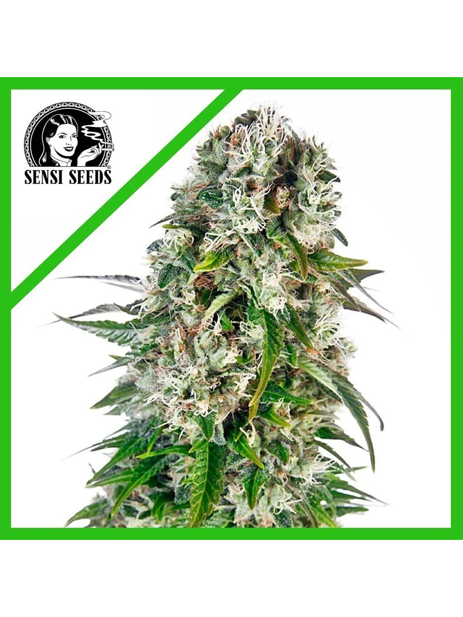 Big Bud Auto X3-Sensi Seeds 1