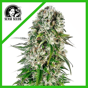 Big Bud Auto X3-Sensi Seeds