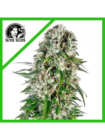 BIG BUD AUTO X3-SENSI SEEDS 1