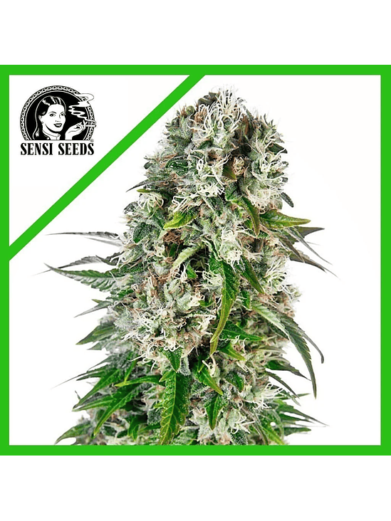 BIG BUD AUTO X3-SENSI SEEDS 1