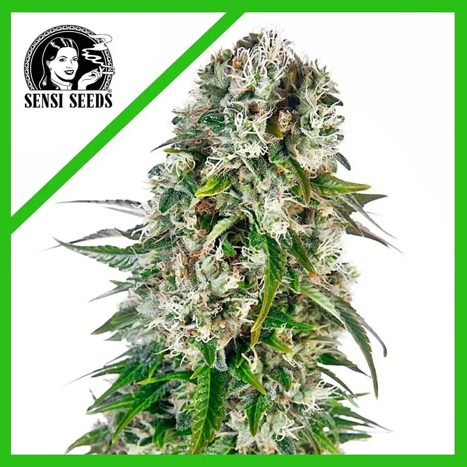 Big Bud Auto X3-Sensi Seeds 1