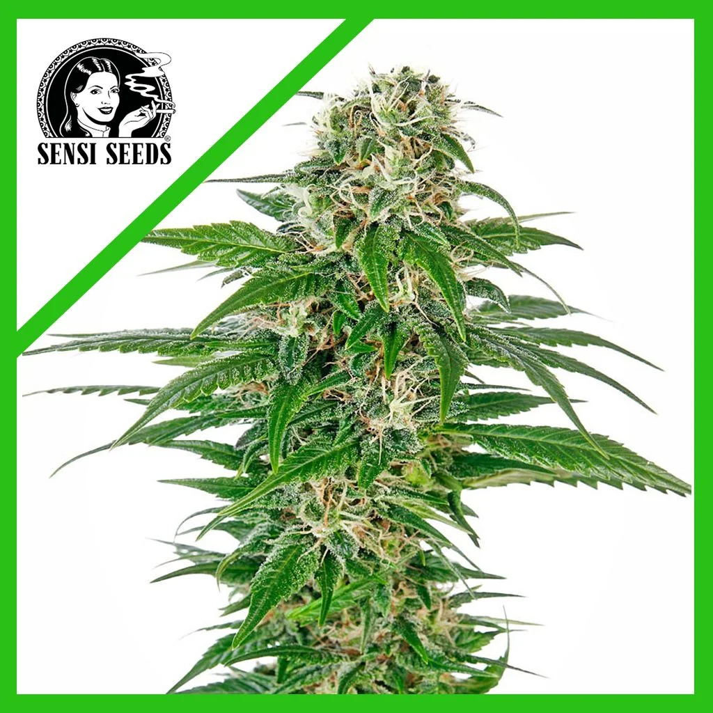Early Skunk  Auto X3-Sensi Seeds 1