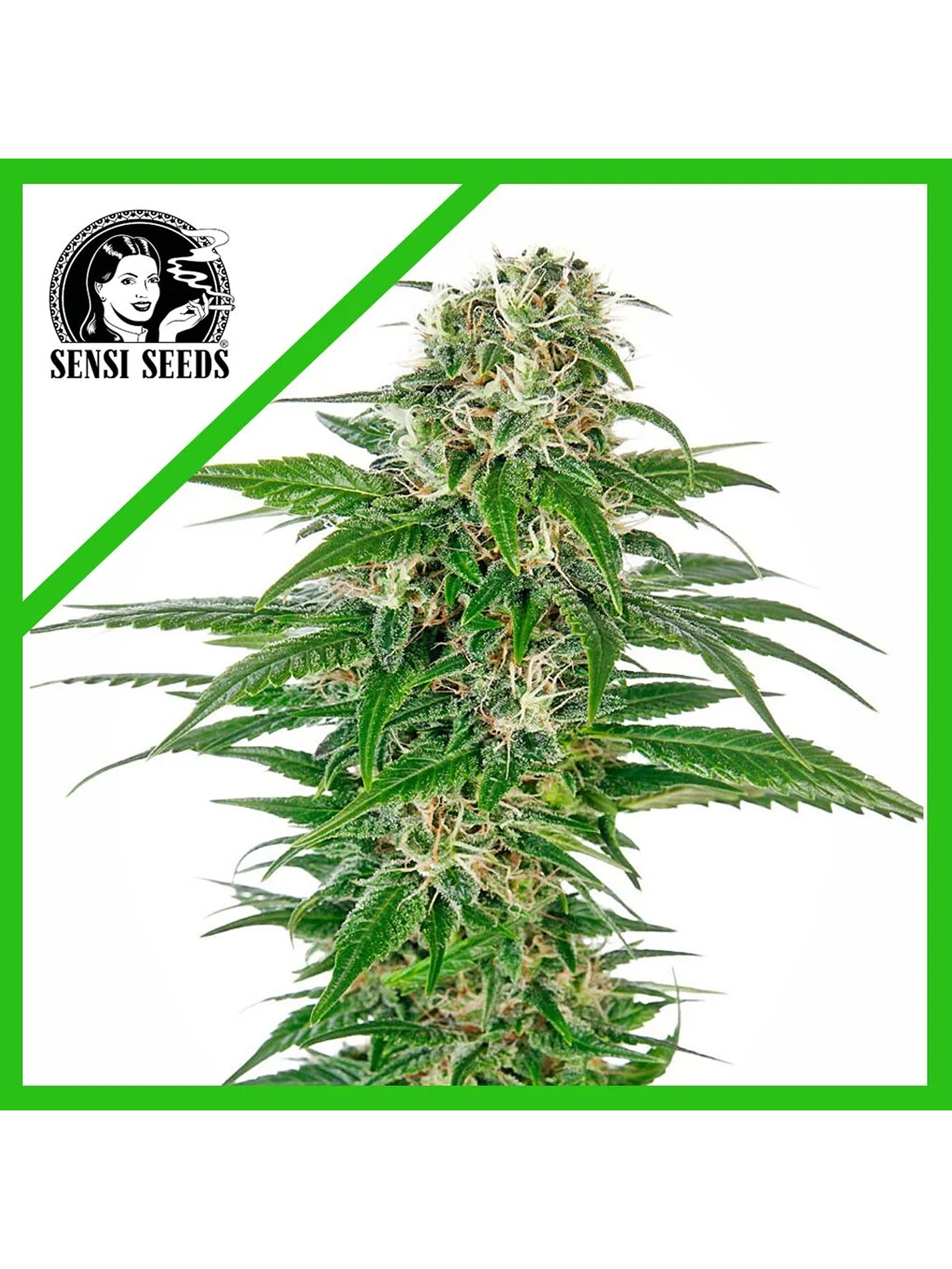 Early Skunk  Auto X3-Sensi Seeds 1