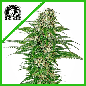 Early Skunk  Auto X3-Sensi Seeds