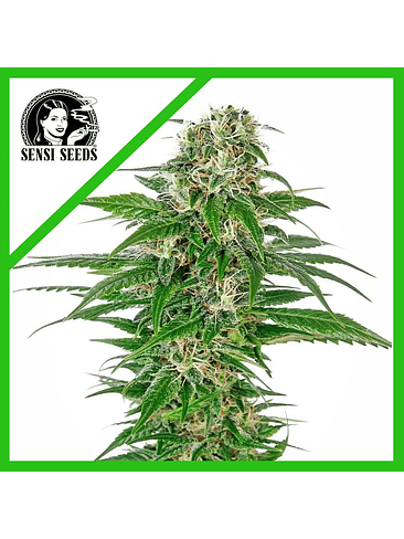 EARLY SKUNK  AUTO X3-SENSI SEEDS 1