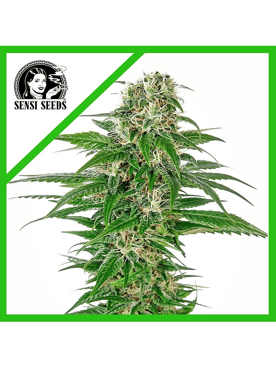 EARLY SKUNK  AUTO X3-SENSI SEEDS 1