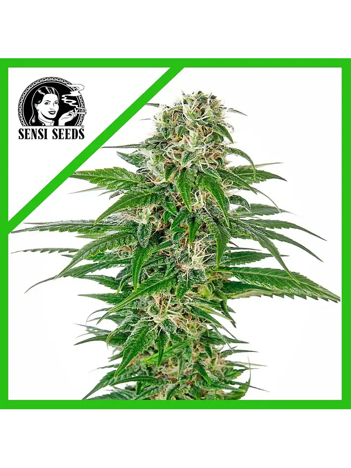 Early Skunk  Auto X3-Sensi Seeds 1