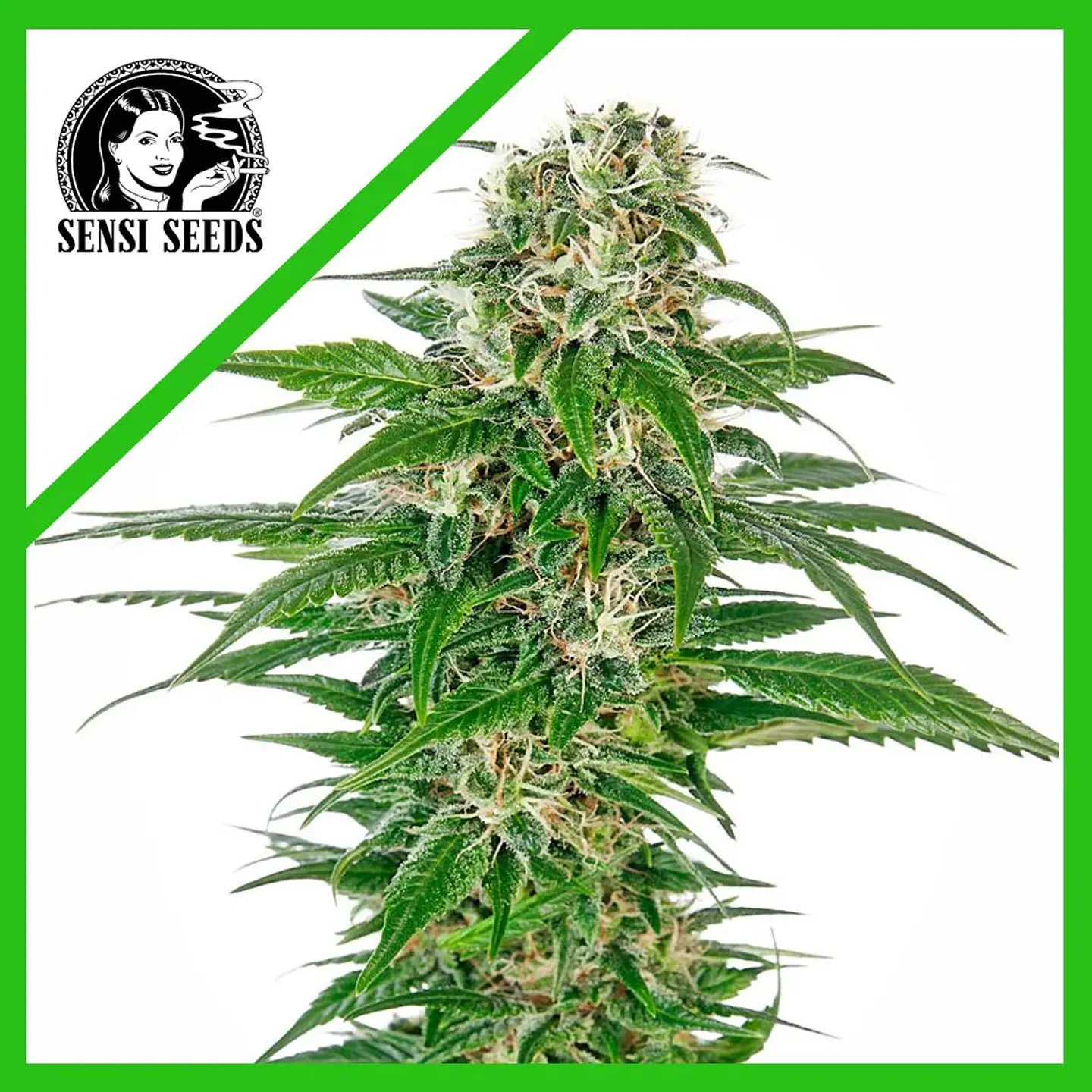 Early Skunk  Auto X3-Sensi Seeds 1