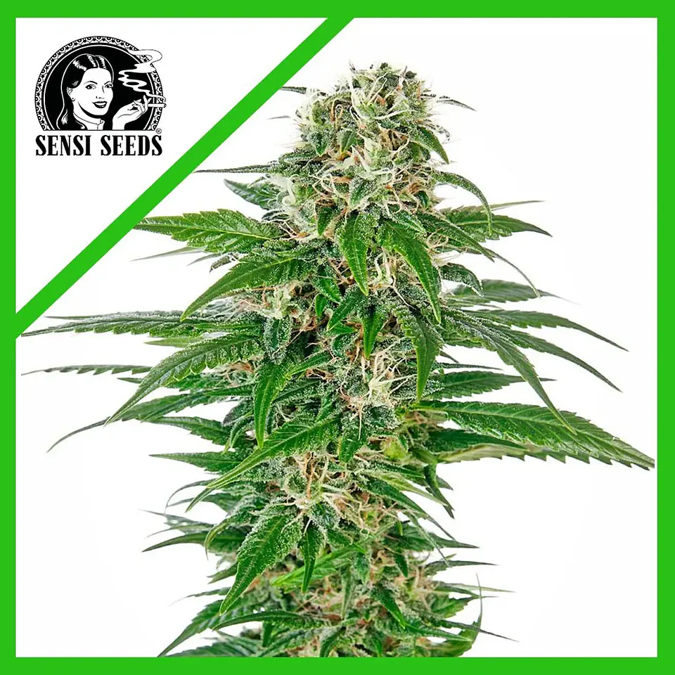 Early Skunk  Auto X3-Sensi Seeds 1