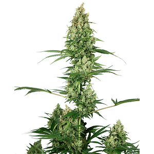 Silver Haze Regular X10-Sensi Seeds
