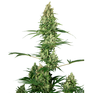 SILVER HAZE REGULAR X10-SENSI SEEDS