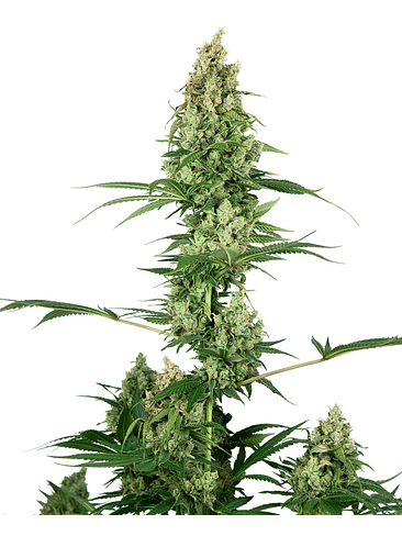 SILVER HAZE REGULAR X10-SENSI SEEDS 1