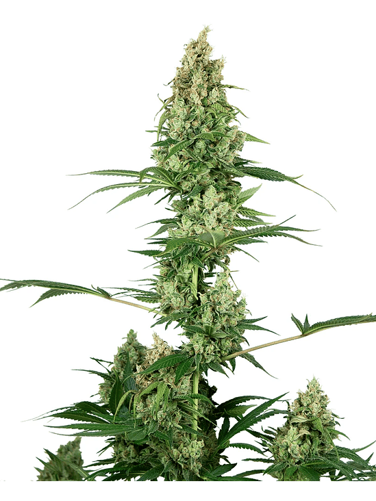 SILVER HAZE REGULAR X10-SENSI SEEDS 1