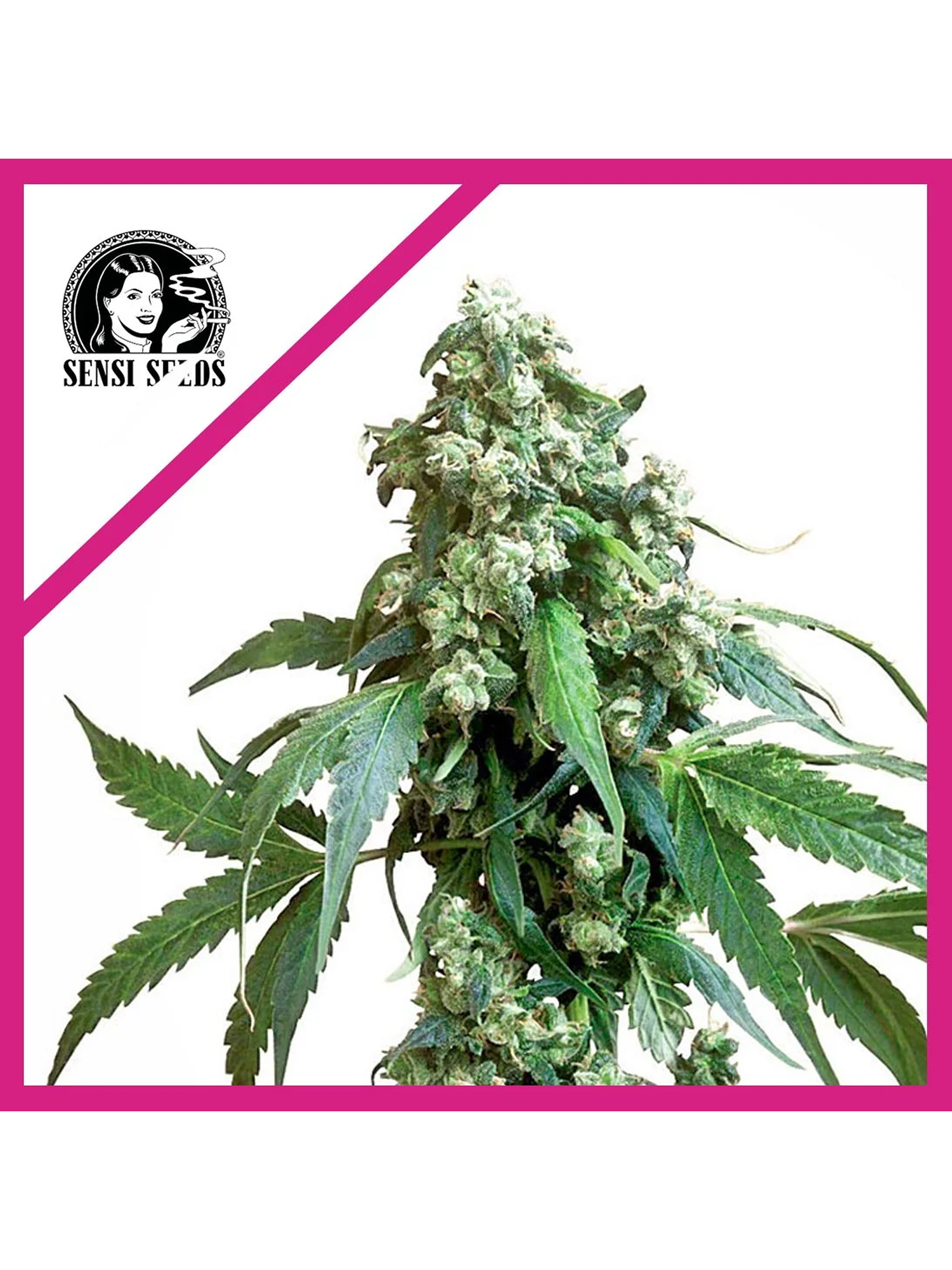 Jack Flash No 5 Fem X3-Sensi Seeds 1