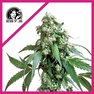 Jack Flash No 5 Fem X3-Sensi Seeds