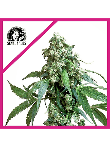 JACK FLASH No 5 FEM X3-SENSI SEEDS 1