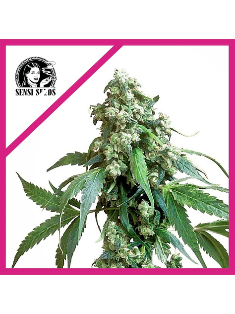 Jack Flash No 5 Fem X3-Sensi Seeds 1