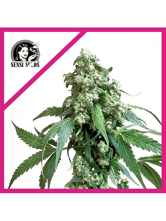 JACK FLASH No 5 FEM X3-SENSI SEEDS 1