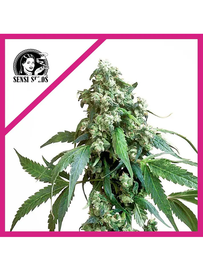 Jack Flash No 5 Fem X3-Sensi Seeds 1