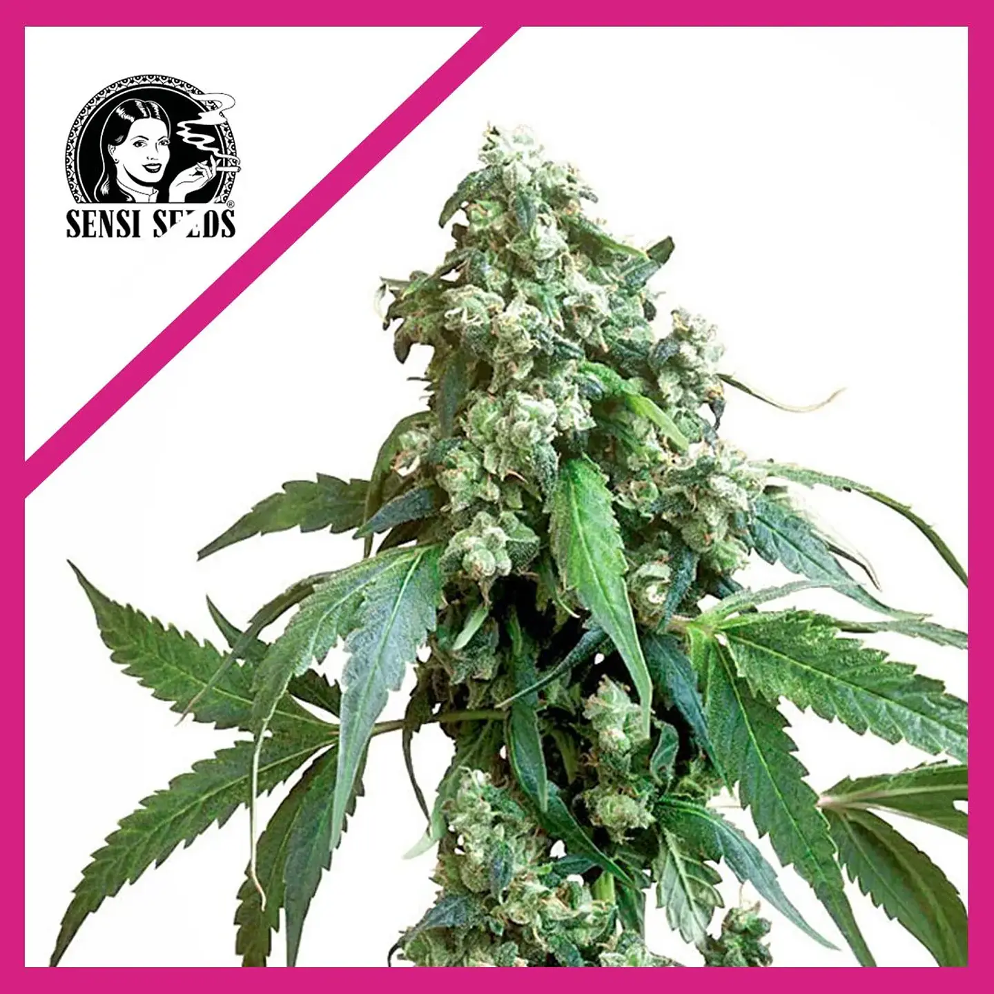 Jack Flash No 5 Fem X3-Sensi Seeds 1
