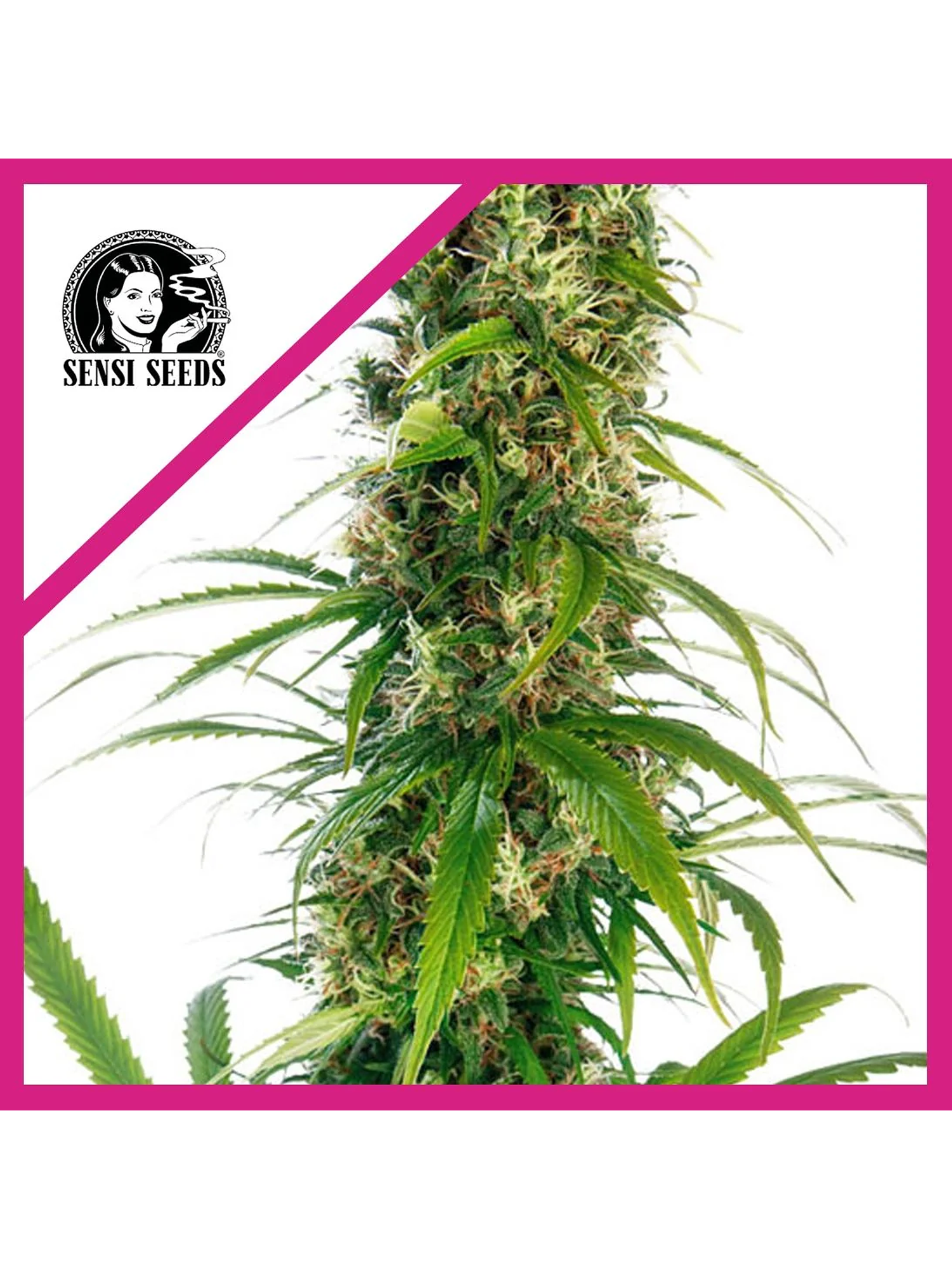 Michka  Fem X3-Sensi Seeds 1