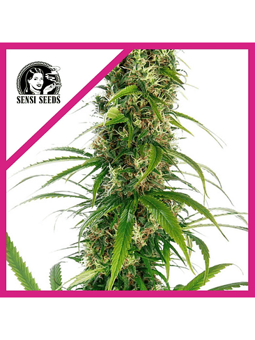 MICHKA  FEM X3-SENSI SEEDS 1