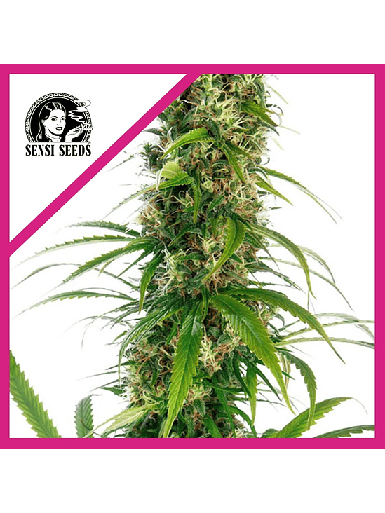 MICHKA  FEM X3-SENSI SEEDS 1