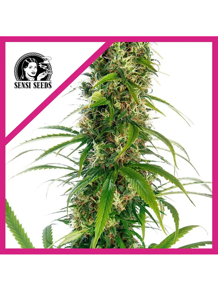 Michka  Fem X3-Sensi Seeds 1