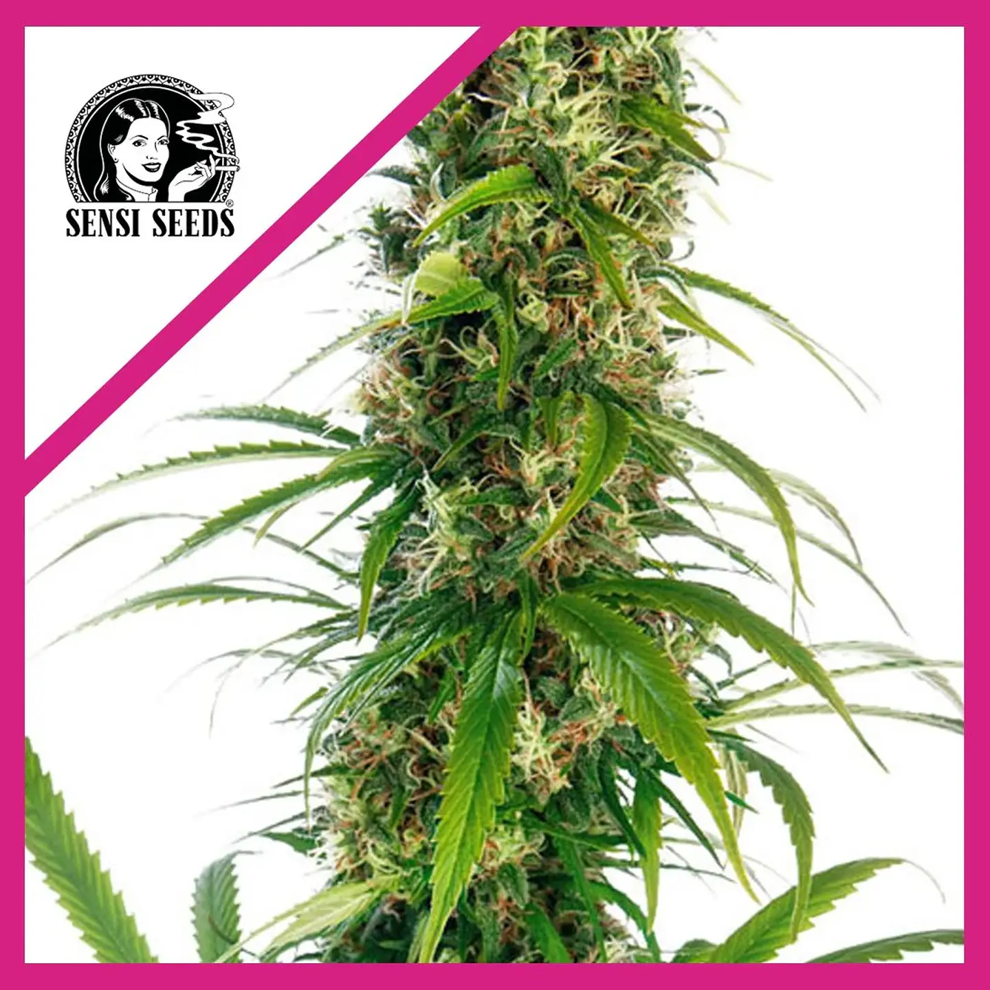 Michka  Fem X3-Sensi Seeds 1