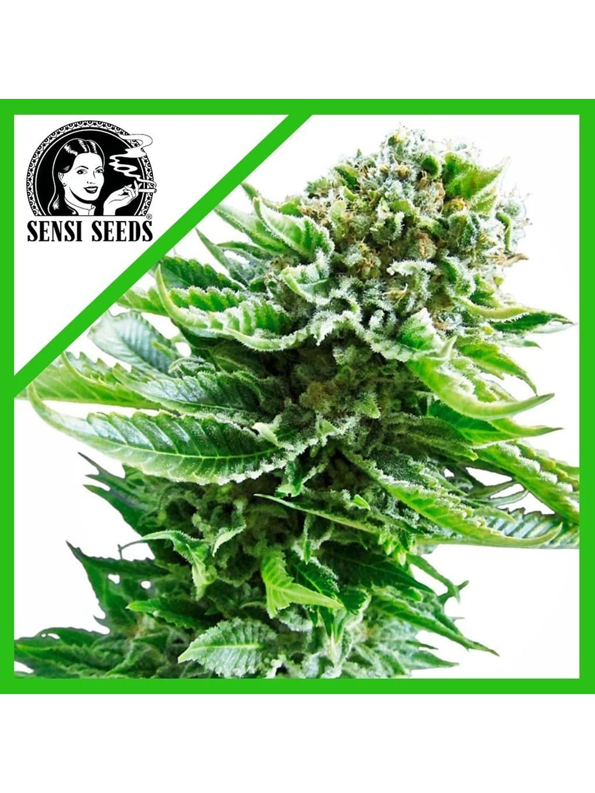 Northern Lights Auto X3-Sensi Seeds 1