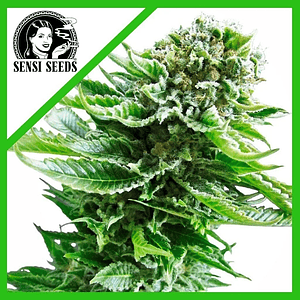 Northern Lights Auto X3-Sensi Seeds