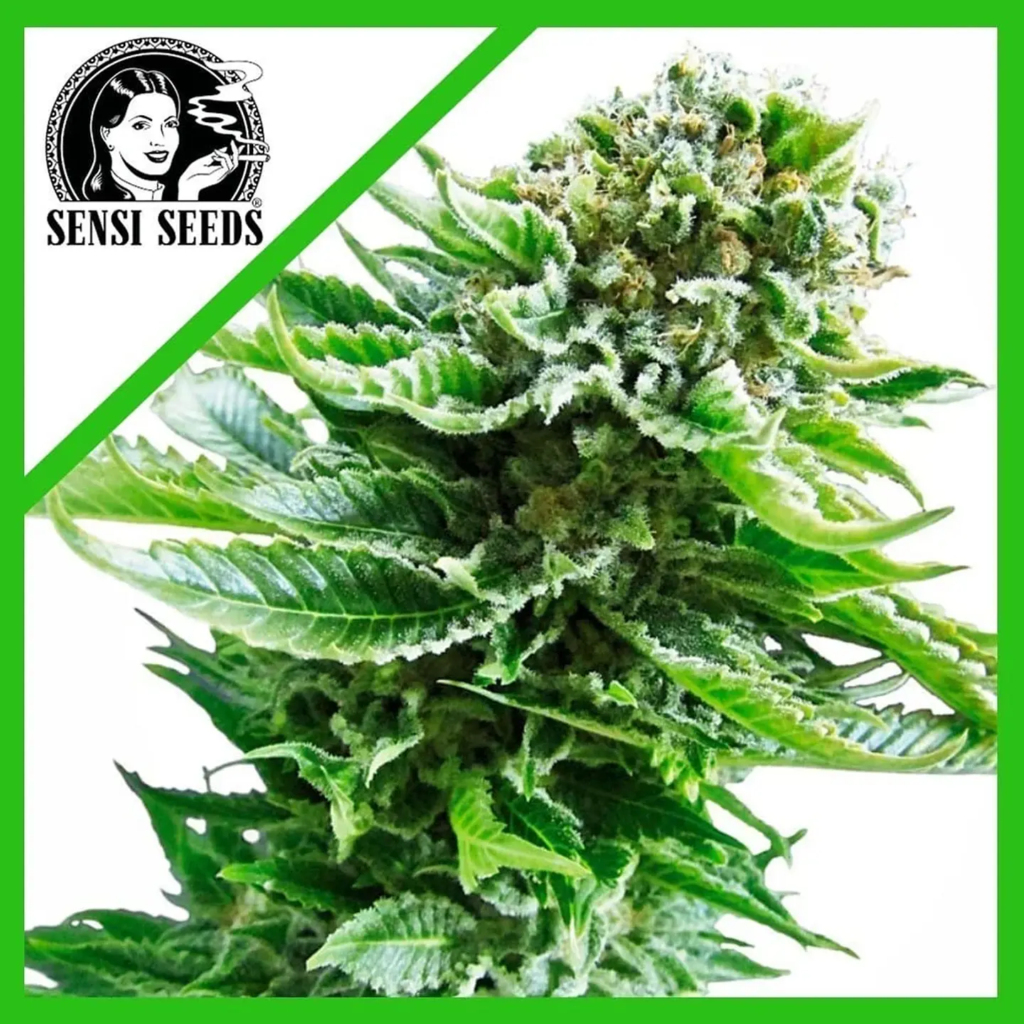 Northern Lights Auto (X3/X10)-Sensi Seeds 1