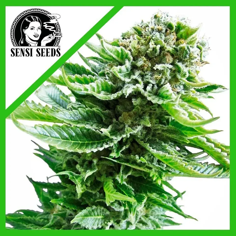 Northern Lights Auto (X3/X10)-Sensi Seeds 1