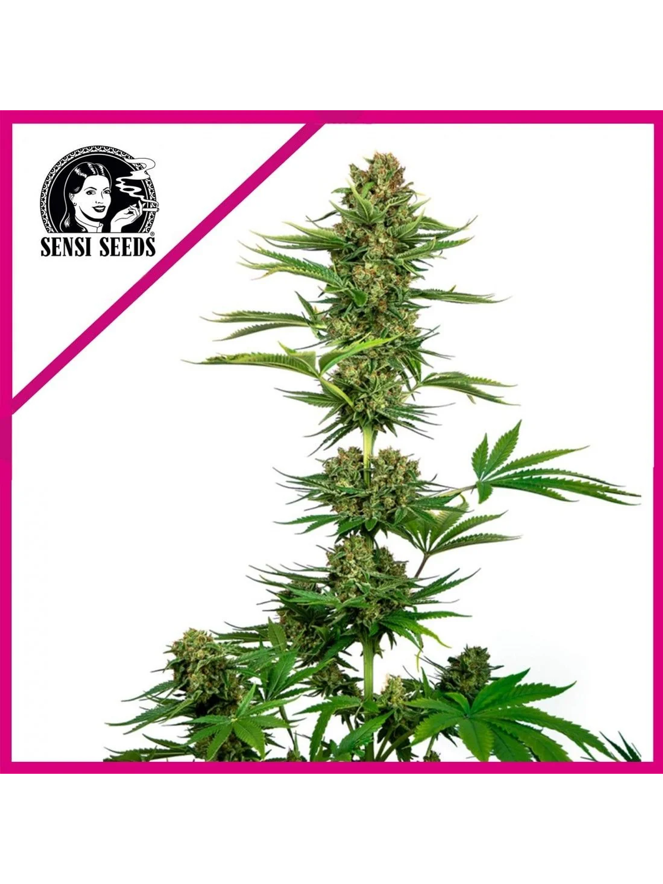 Satin Black Domina Cbd Fem X3-Sensi Seeds 1