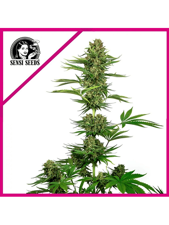 SATIN BLACK DOMINA CBD FEM X3-SENSI SEEDS 1