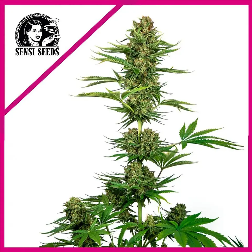 Satin Black Domina Cbd Fem X3-Sensi Seeds 1