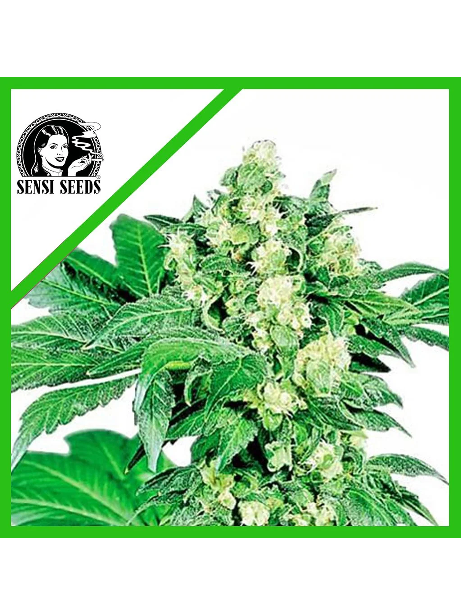 Afghani N1  Auto X3-Sensi Seeds 1