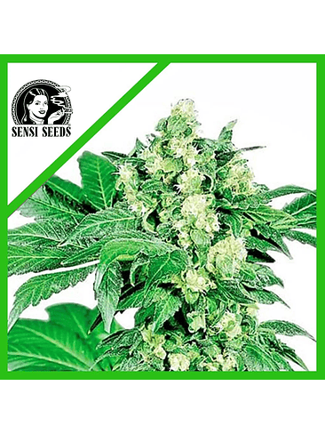 AFGHANI N1  AUTO X3-SENSI SEEDS 1