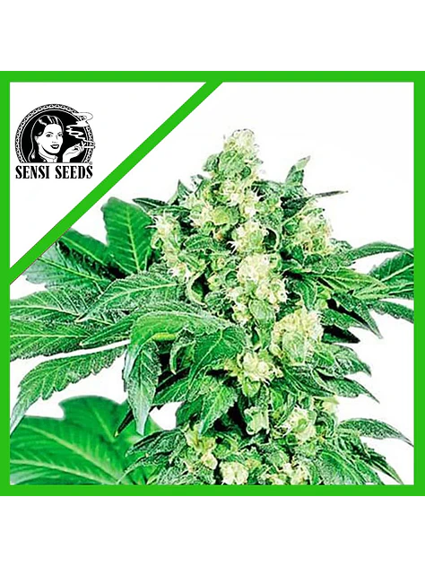 Afghani N1  Auto X3-Sensi Seeds 1