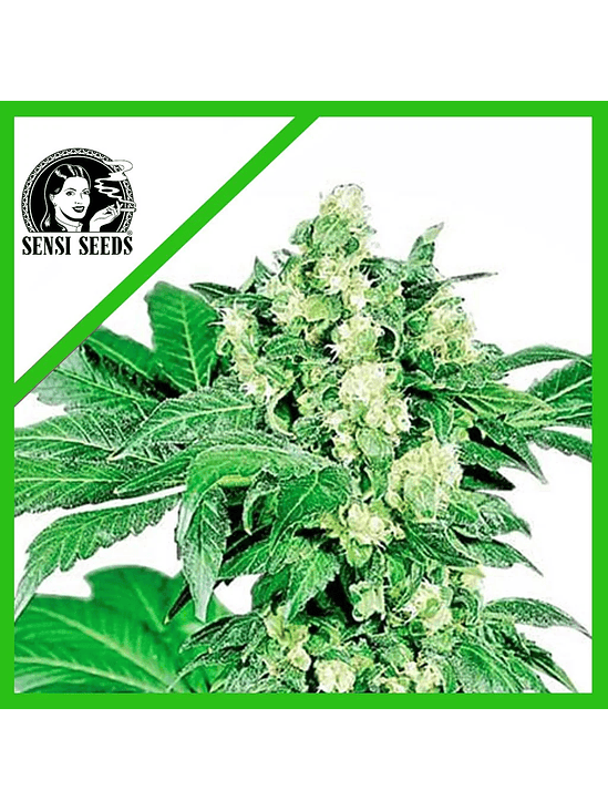 AFGHANI N1  AUTO X3-SENSI SEEDS 1