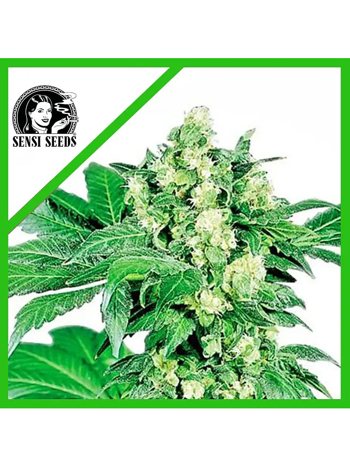 Afghani N1  Auto X3-Sensi Seeds 1