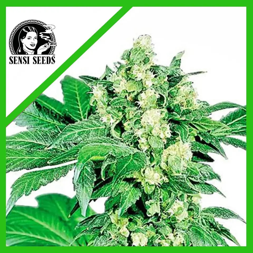 Afghani N1  Auto X3-Sensi Seeds 1