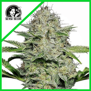 Sensi Skunk Auto X10-Sensi Seeds