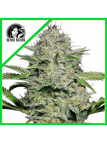 SENSI SKUNK AUTO X10-SENSI SEEDS 1