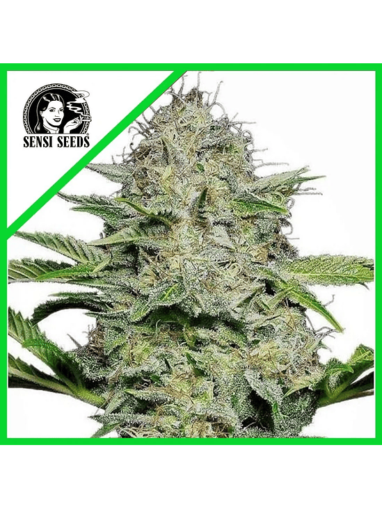 SENSI SKUNK AUTO X10-SENSI SEEDS 1