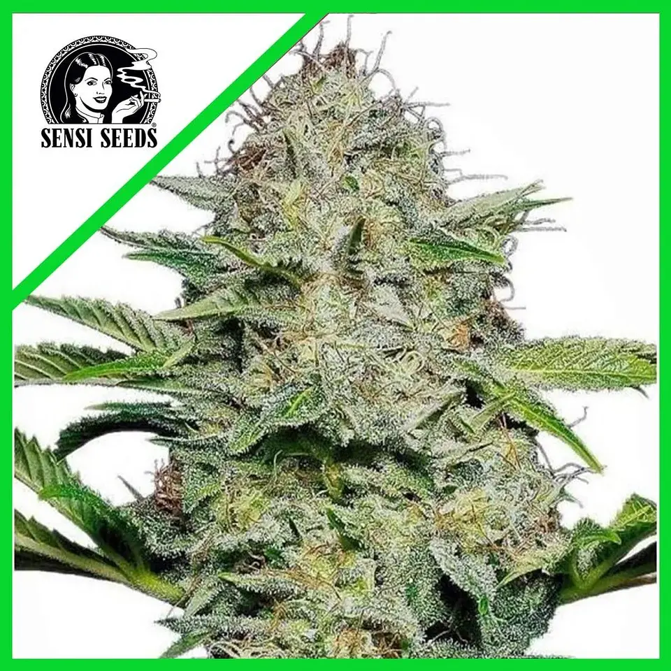 Sensi Skunk Auto (X3/X10)-Sensi Seeds 1