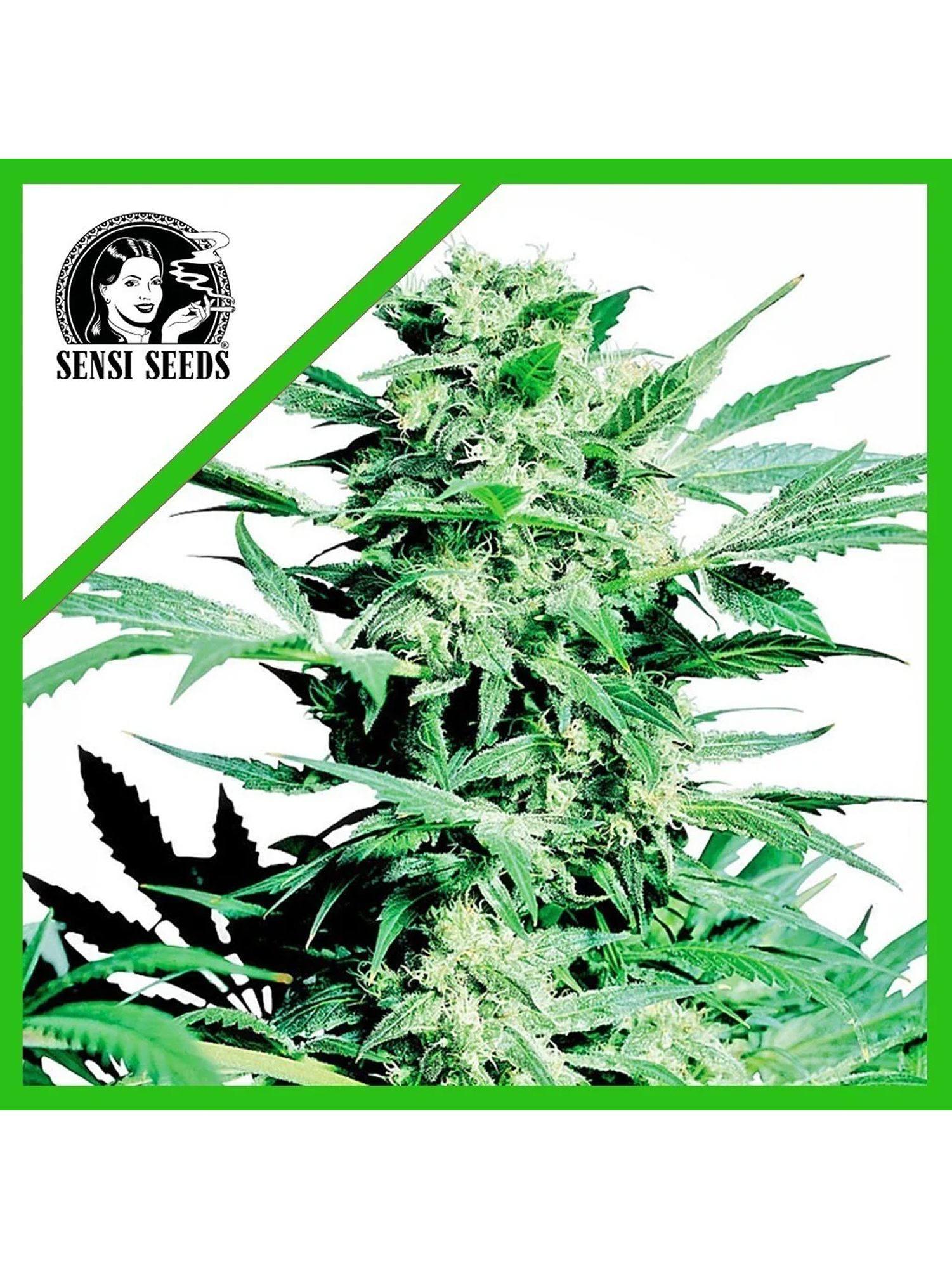 Shiva Skunk  Auto X3-Sensi Seeds 1